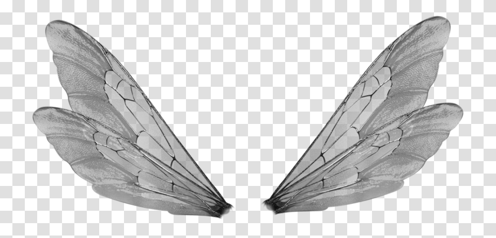 Insect Wings Background, Bird, Animal, Vehicle, Transportation Transparent Png