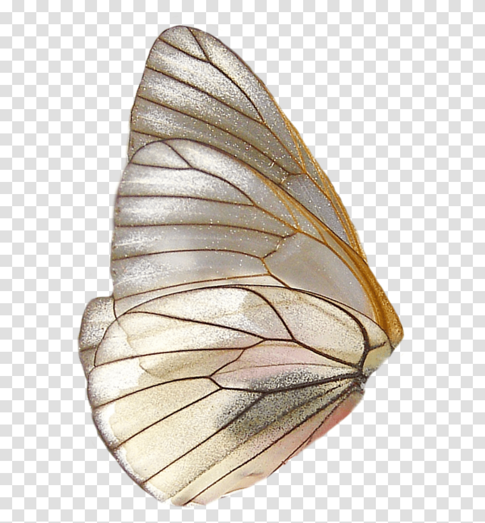 Insect Wings Butterfly Gold Polyvore Moodboard Filler In Butterfly Wings, Invertebrate, Animal, Moth Transparent Png