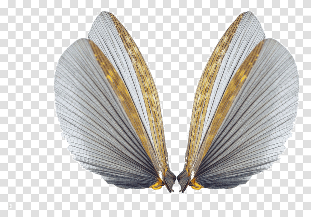 Insect Wings, Butterfly, Invertebrate, Animal, Bird Transparent Png