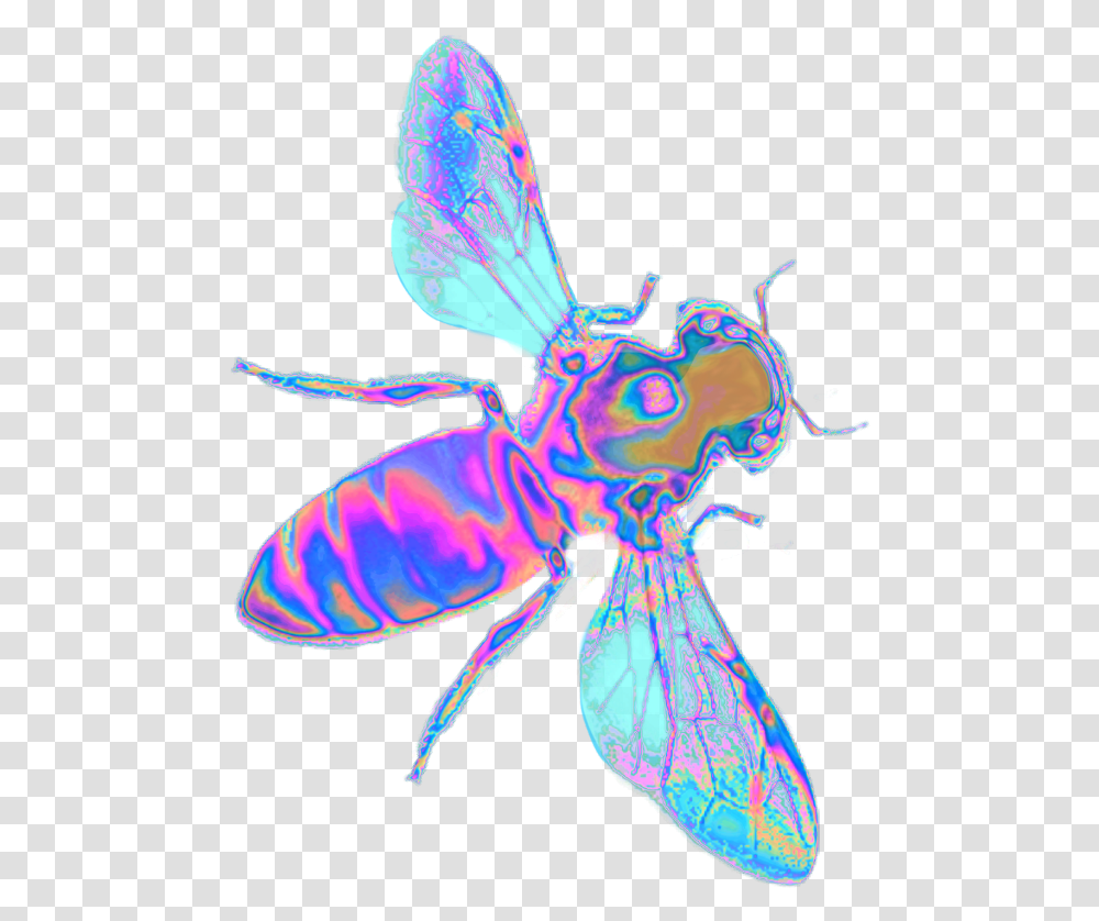 Insect Wings Insect, Invertebrate, Animal, Wasp, Bee Transparent Png