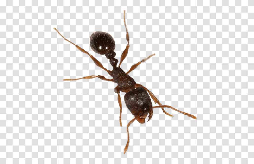 Insectpestcarpenter Ants With Background, Invertebrate, Animal, Spider, Arachnid Transparent Png