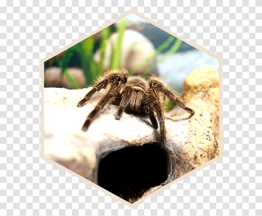 Insectropolis Bug Zoo Of New Jersey Tarantula, Spider, Invertebrate, Animal, Arachnid Transparent Png