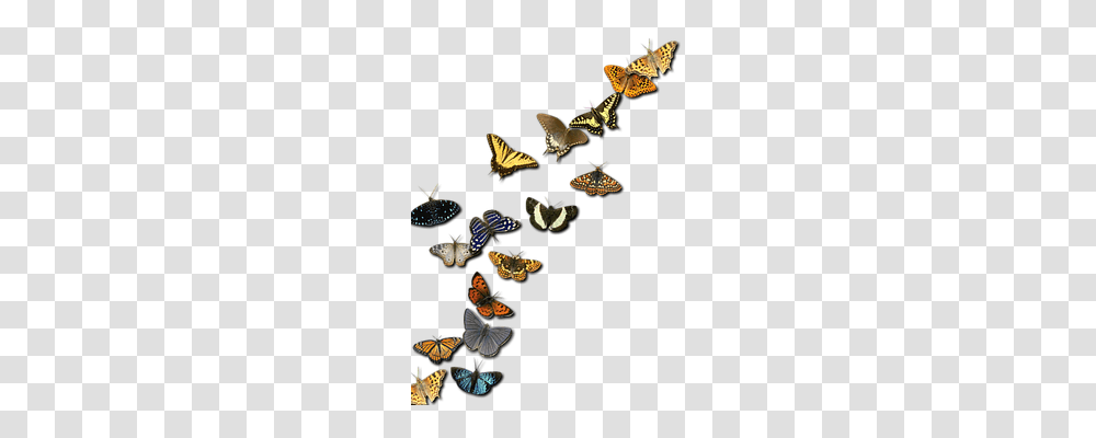 Insects Nature, Invertebrate, Animal, Butterfly Transparent Png