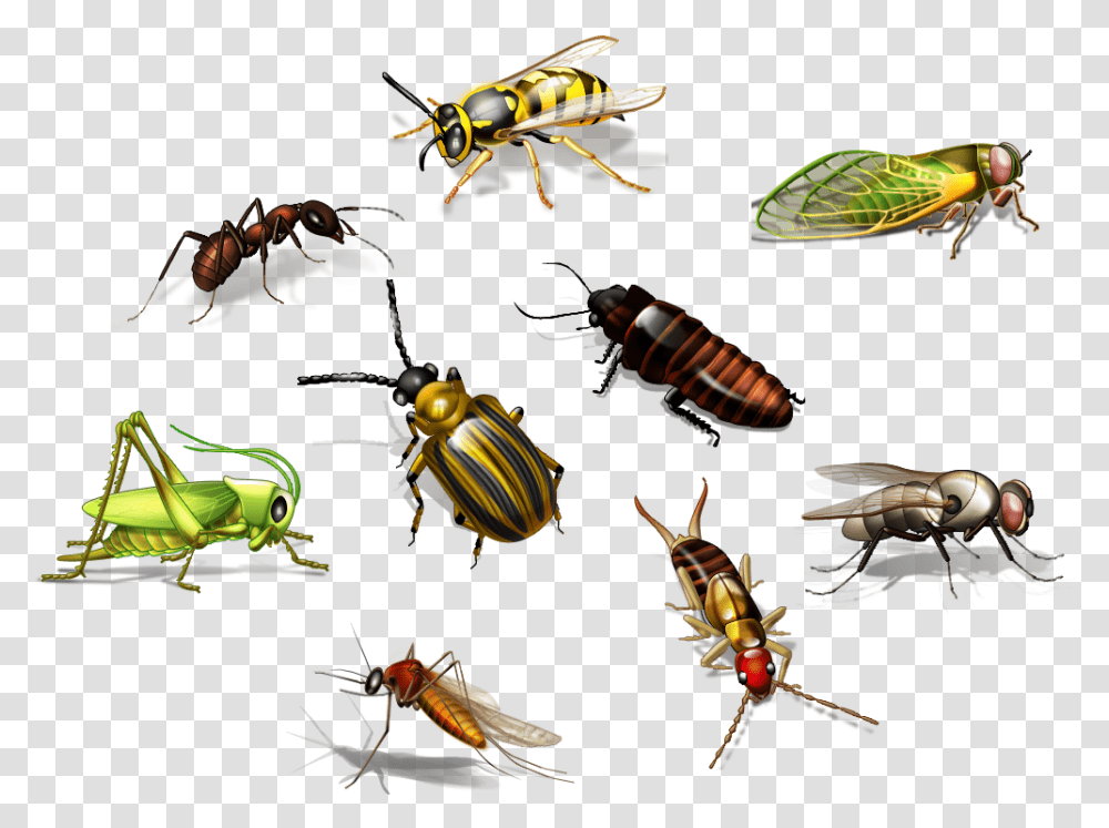 Insects 3 Image Insects, Invertebrate, Animal, Turtle, Sea Life Transparent Png