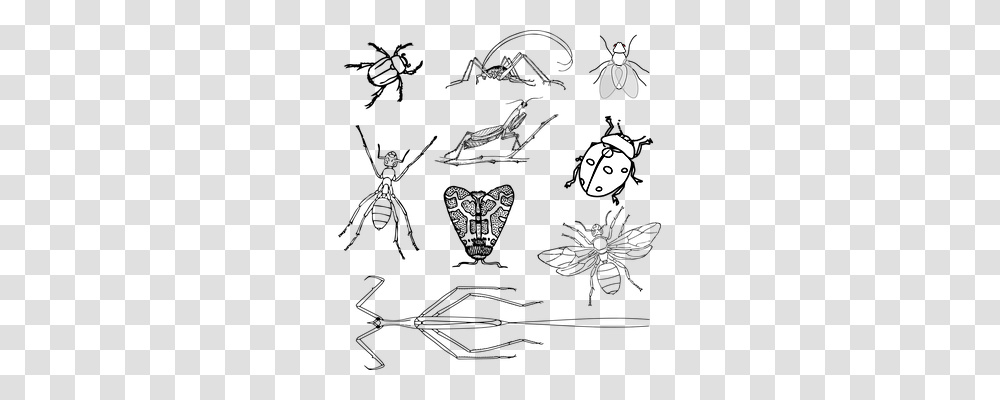 Insects Animals, Label, Face Transparent Png