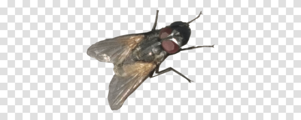 Insects, Animal, Invertebrate, Fish, Firefly Transparent Png