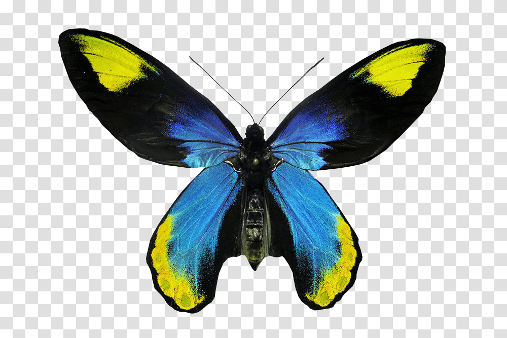 Insects Bugs Free Images, Invertebrate, Animal, Butterfly, Bird Transparent Png
