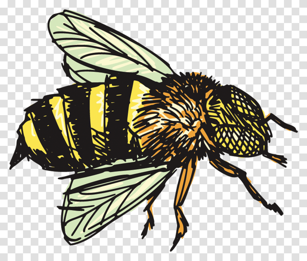 Insects Clipart House Flies, Wasp, Bee, Invertebrate, Animal Transparent Png