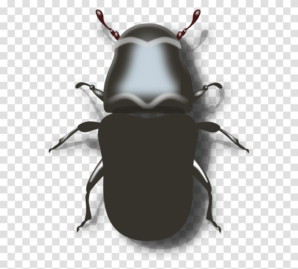 Insects Clipart Pine Beetle Clipart, Animal, Invertebrate, Dung Beetle Transparent Png