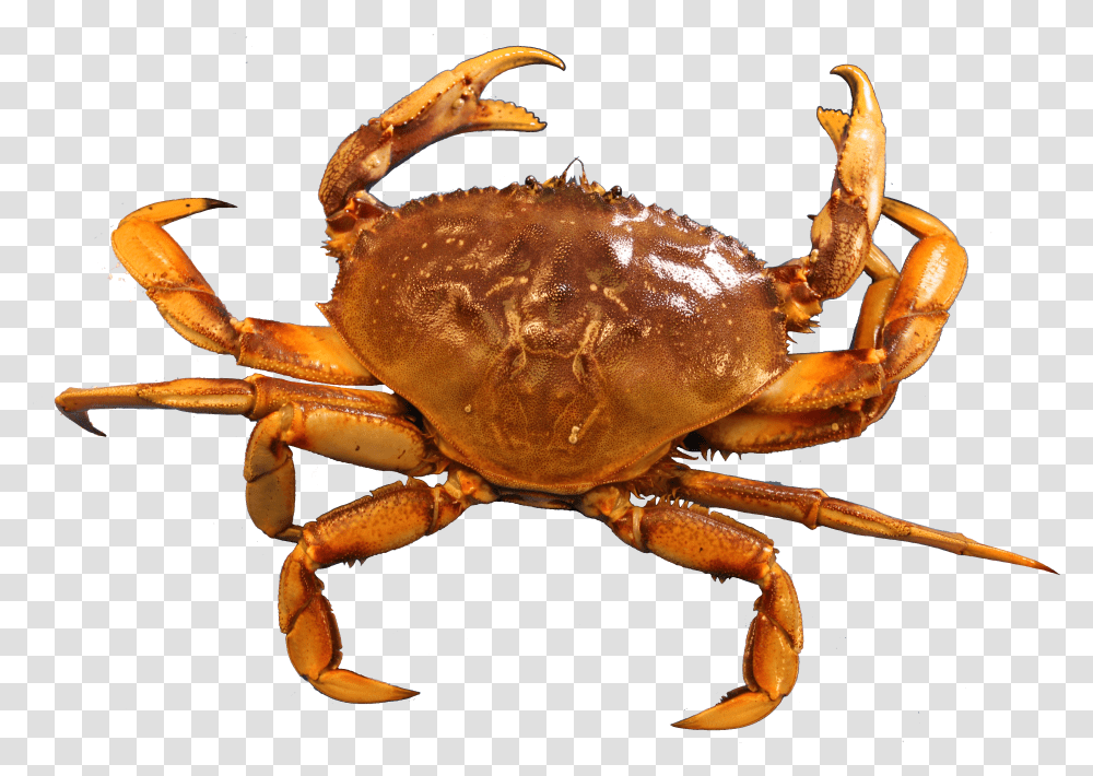 Insects Crabs Transparent Png