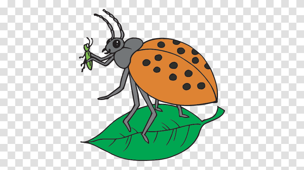 Insects Facts, Animal, Photography, Invertebrate, Tick Transparent Png
