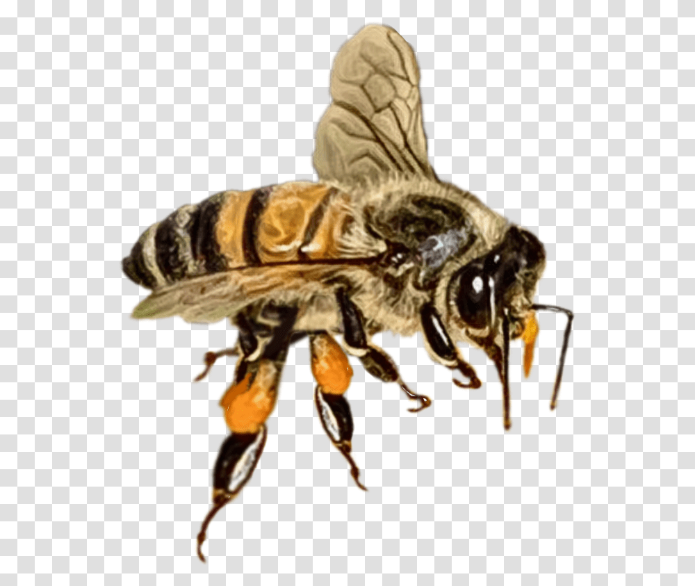 Insects Flowers Bee Bumblebee Flying Oporiginal Honeybee, Honey Bee, Invertebrate, Animal, Apidae Transparent Png