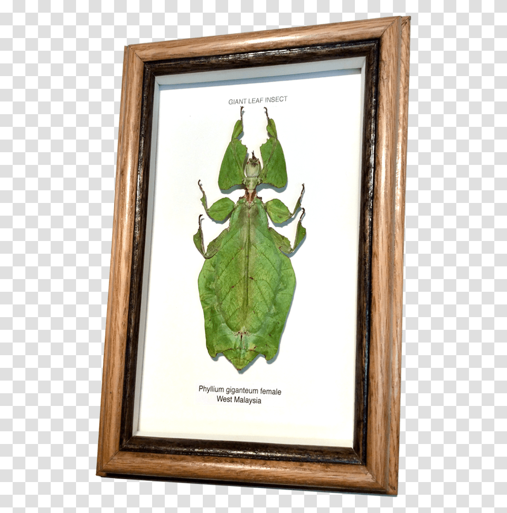 Insects Framed Tropical Leaf Insect Picture Frame, Plant, Pineapple, Food, Produce Transparent Png