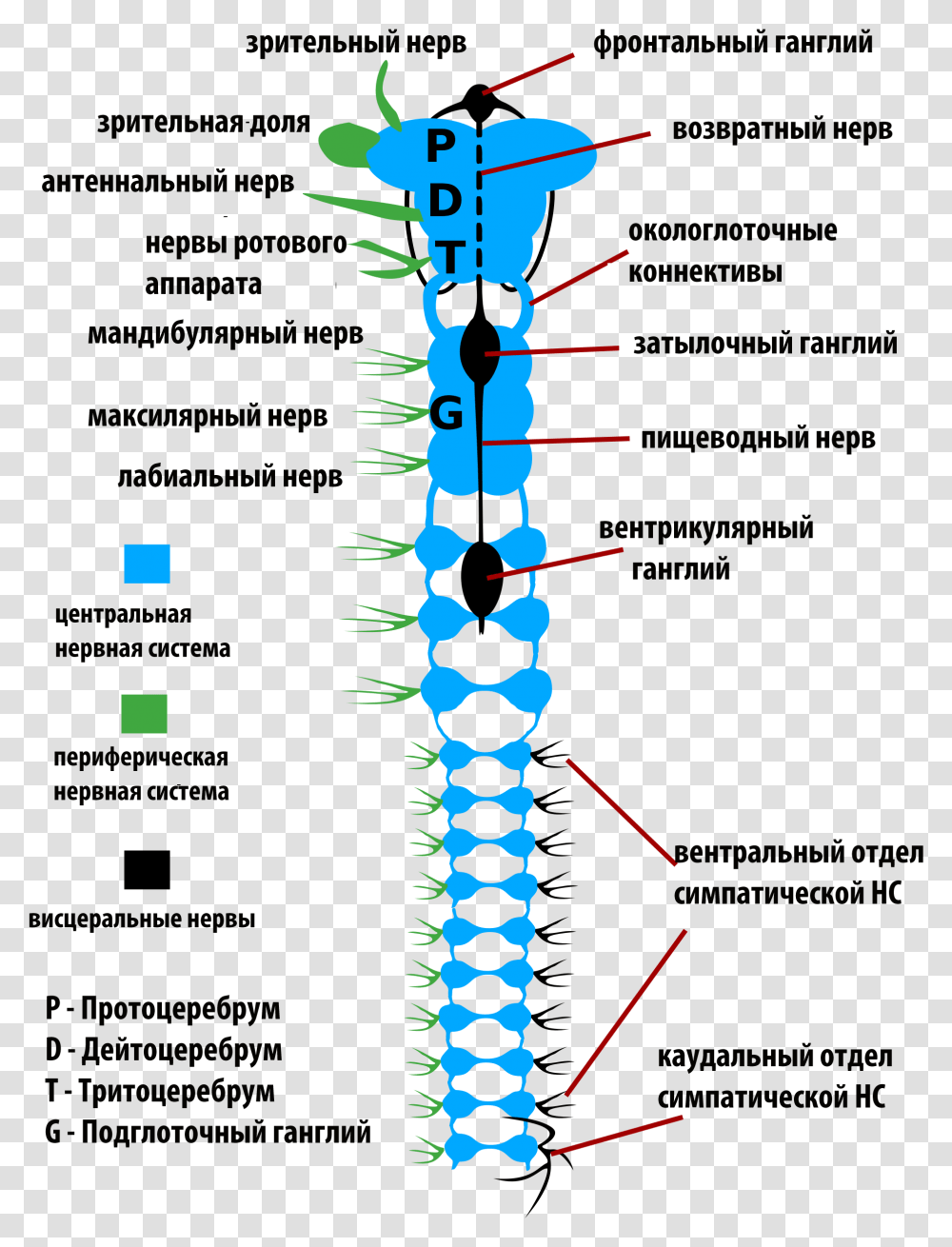 Insects Nervous System Rus Nervous System Of Insects, Zipper, Skeleton Transparent Png