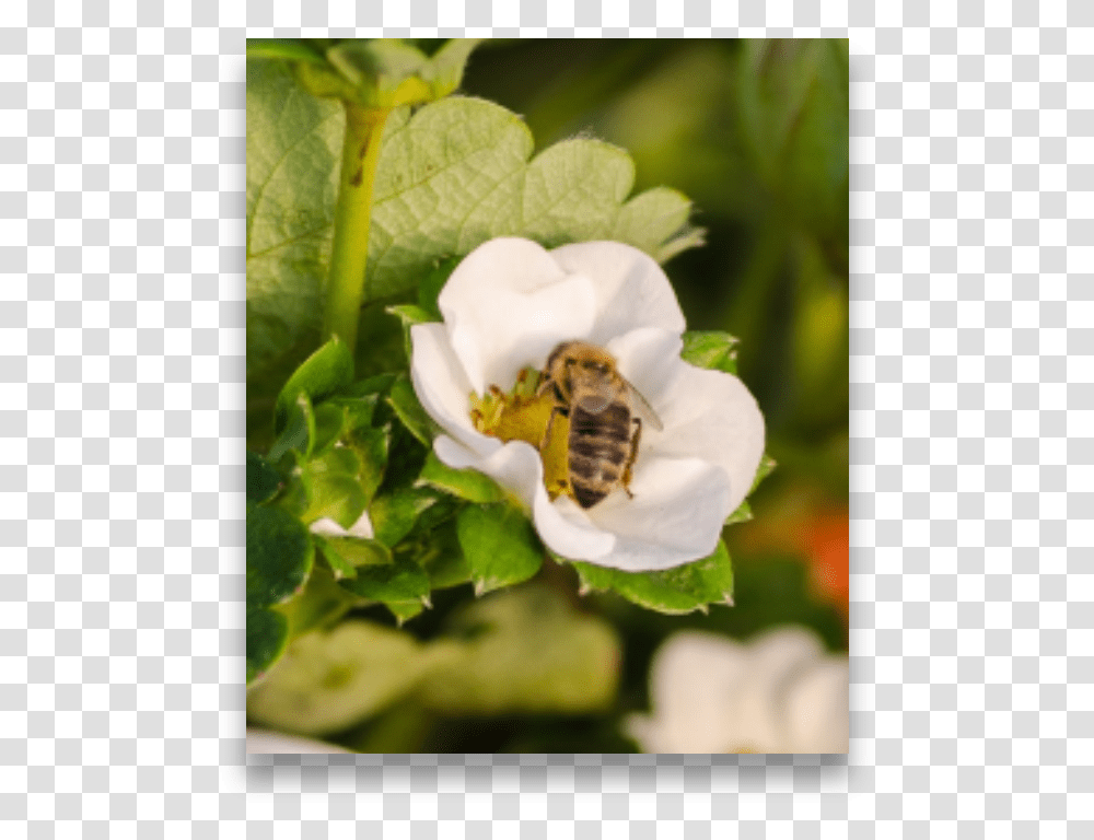 Insects On Strawberry Flower White Trillium, Apidae, Bee, Invertebrate, Animal Transparent Png