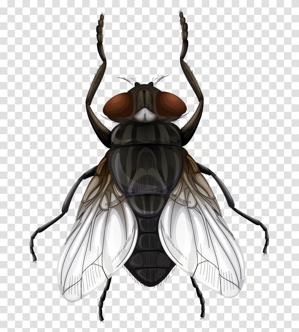 Insects Parts Of The Fly, Invertebrate, Animal, Asilidae, Wasp Transparent Png
