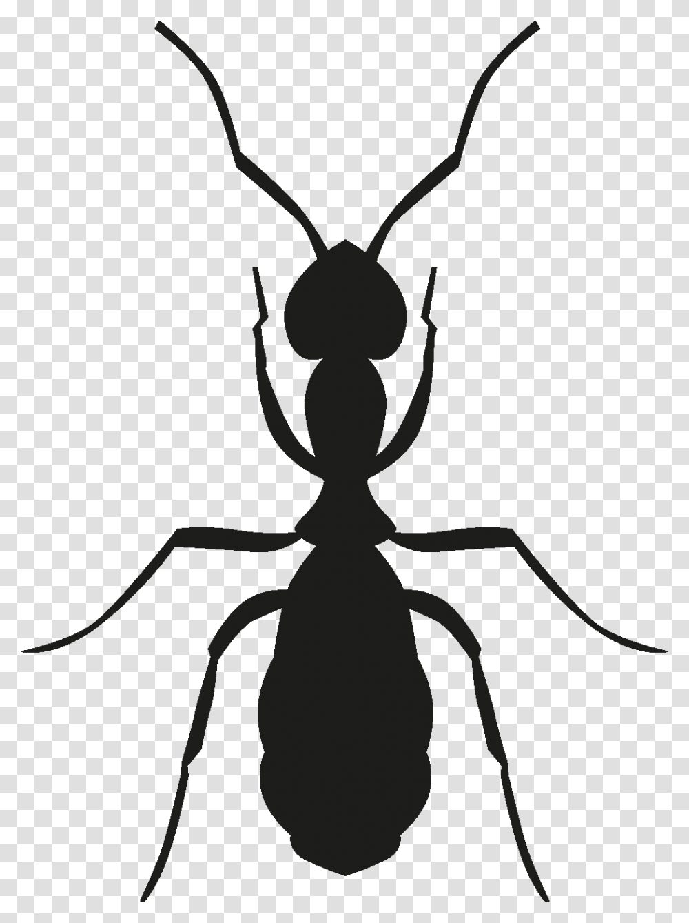 Insects Set Silhouette, Invertebrate, Animal, Ant, Spider Transparent Png