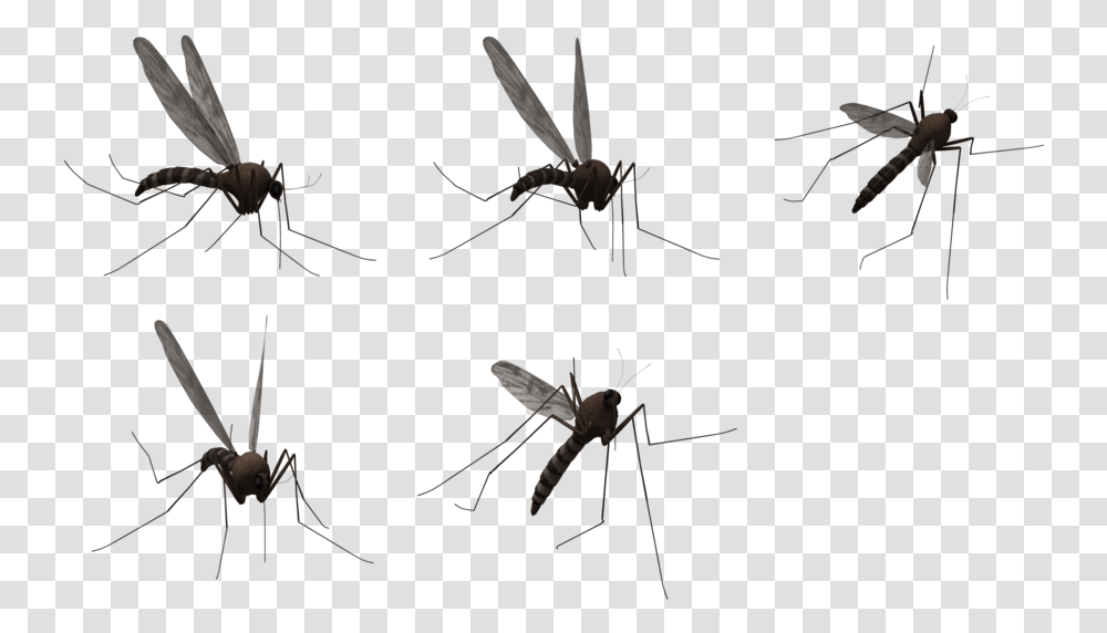 Insectwildlife Komari, Mosquito, Invertebrate, Animal, Spider Transparent Png
