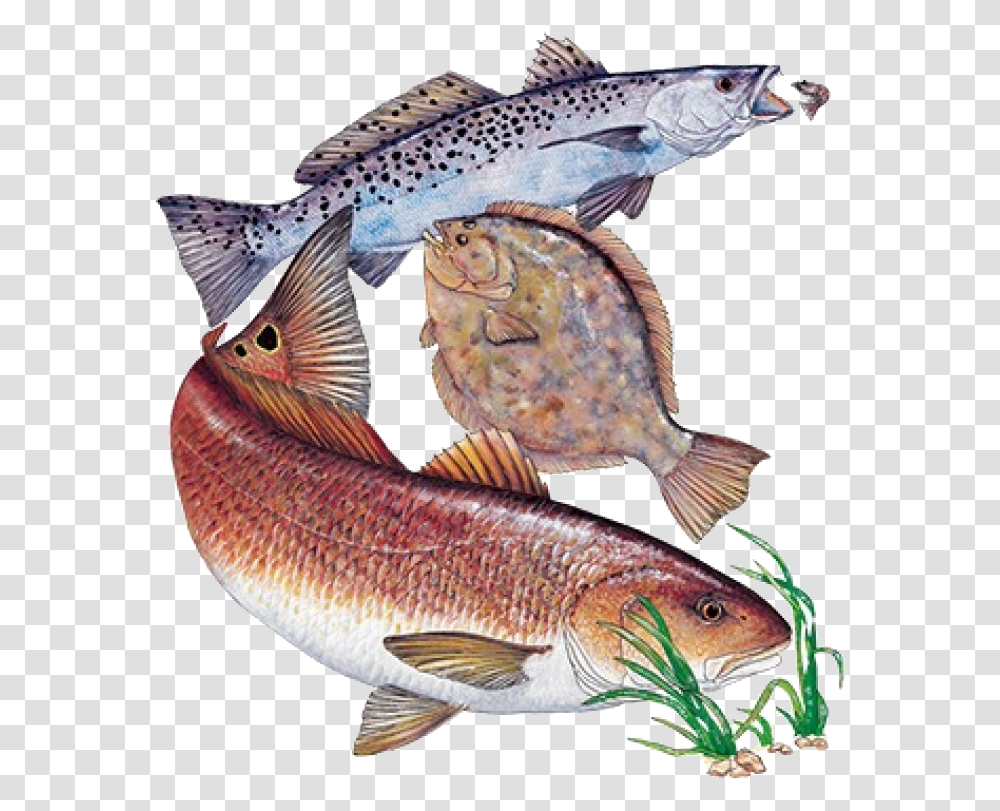 Inshore Slam With Flounder Printed T ShirtClass Redfish Flounder Speckled Trout, Animal, Sea Life, Aquatic, Water Transparent Png