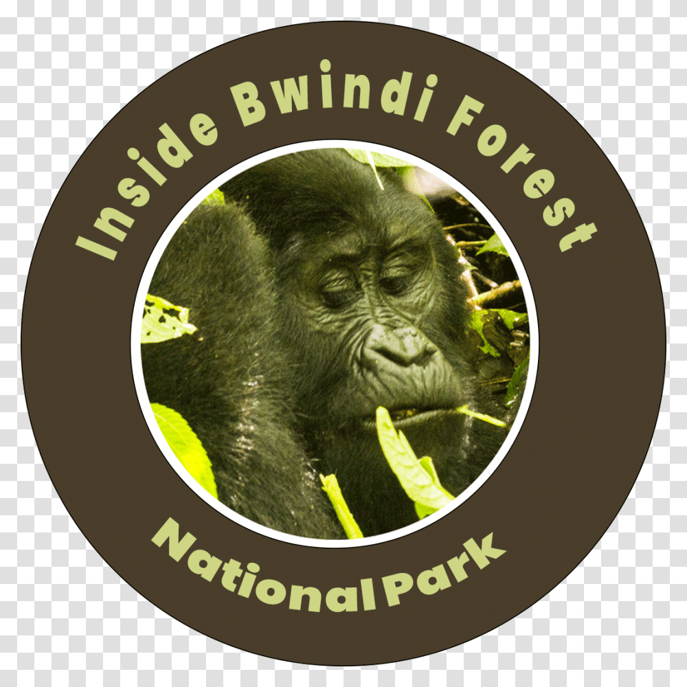 Inside Bwindi Forest National Park Gloucester Road Tube Station, Ape, Wildlife, Mammal, Animal Transparent Png