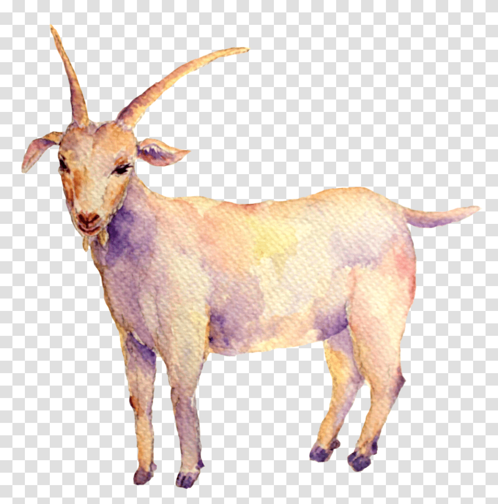 Insights Goat, Antelope, Wildlife, Mammal, Animal Transparent Png