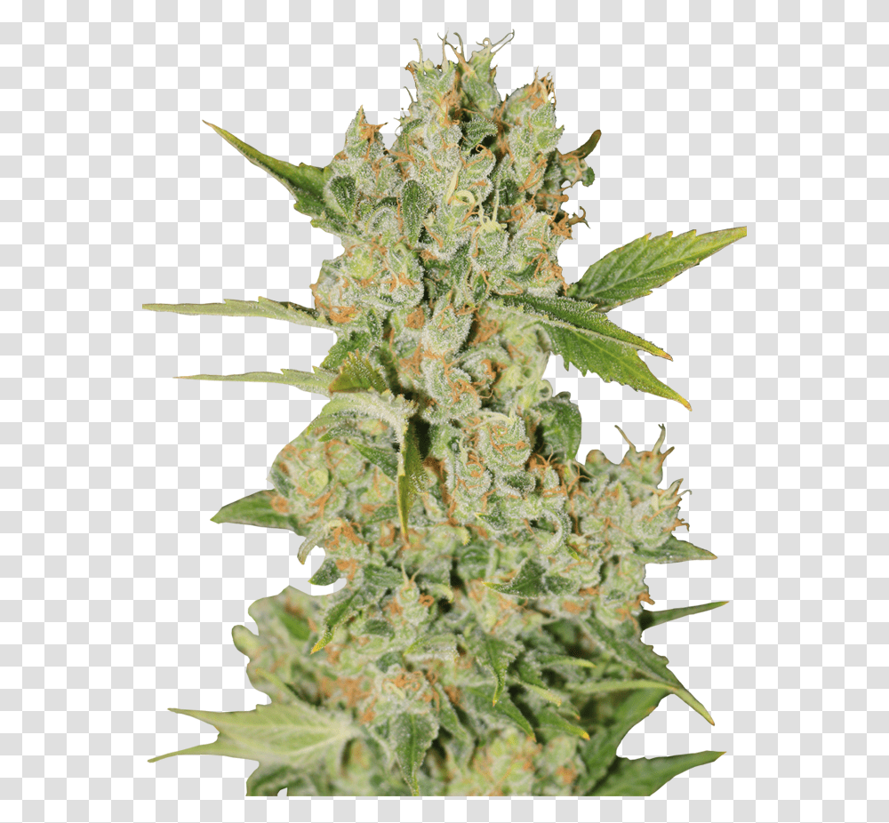 Insomnia Apex Seeds, Plant, Weed, Pineapple, Fruit Transparent Png
