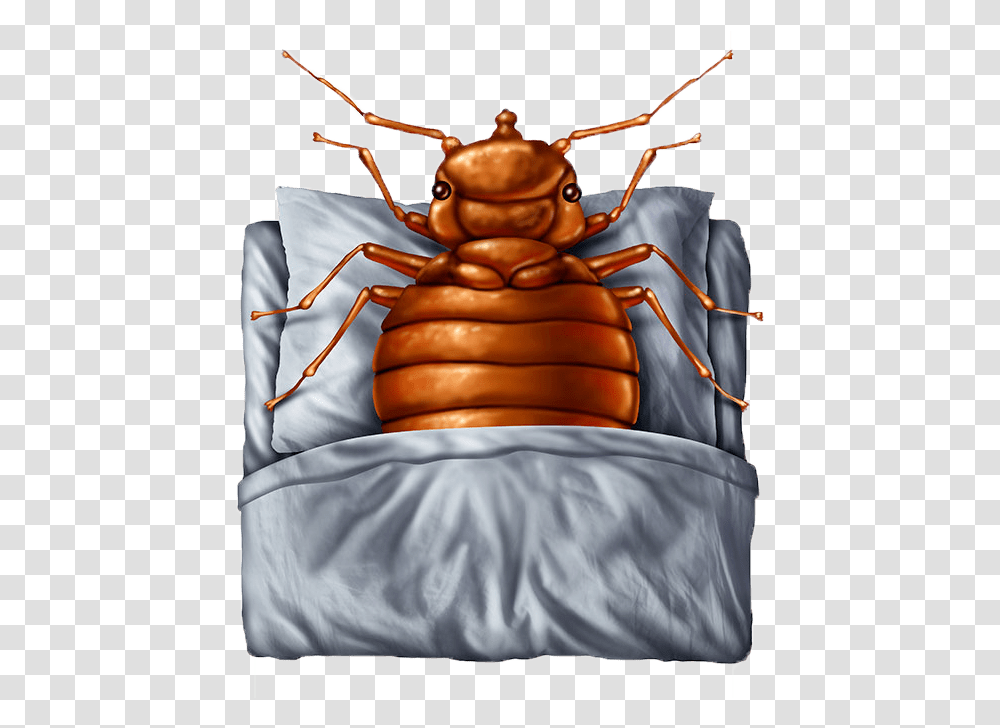 Insomnia Psychology Definition, Insect, Invertebrate, Animal, Cockroach Transparent Png