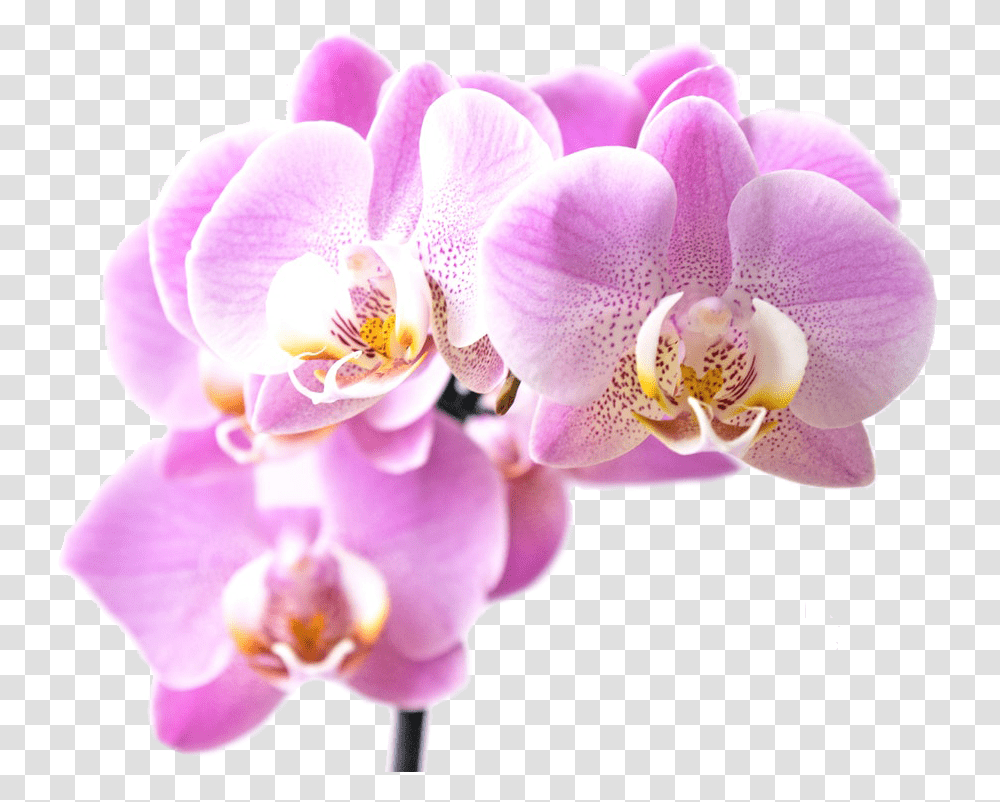 Inspirant Group Innovation Orchid, Plant, Flower, Blossom Transparent Png