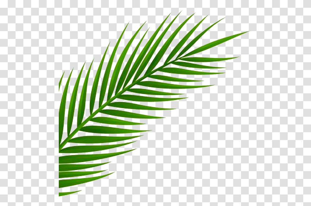 Inspired By A Recent Trip To Miami By Our Creative Background Palm Leaf, Plant, Green, Fern, Flower Transparent Png
