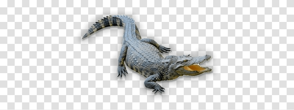 Insta Gator Ranch Gator, Crocodile, Reptile, Animal, Alligator Transparent Png