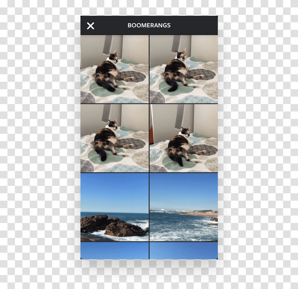 Instagram Video Tools Boomerang Collage, Poster, Advertisement, Dog, Pet Transparent Png