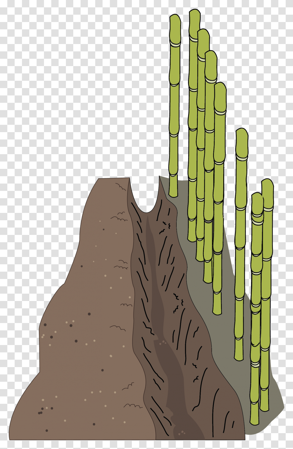 Install Bamboo Shield, Plant, Cactus Transparent Png