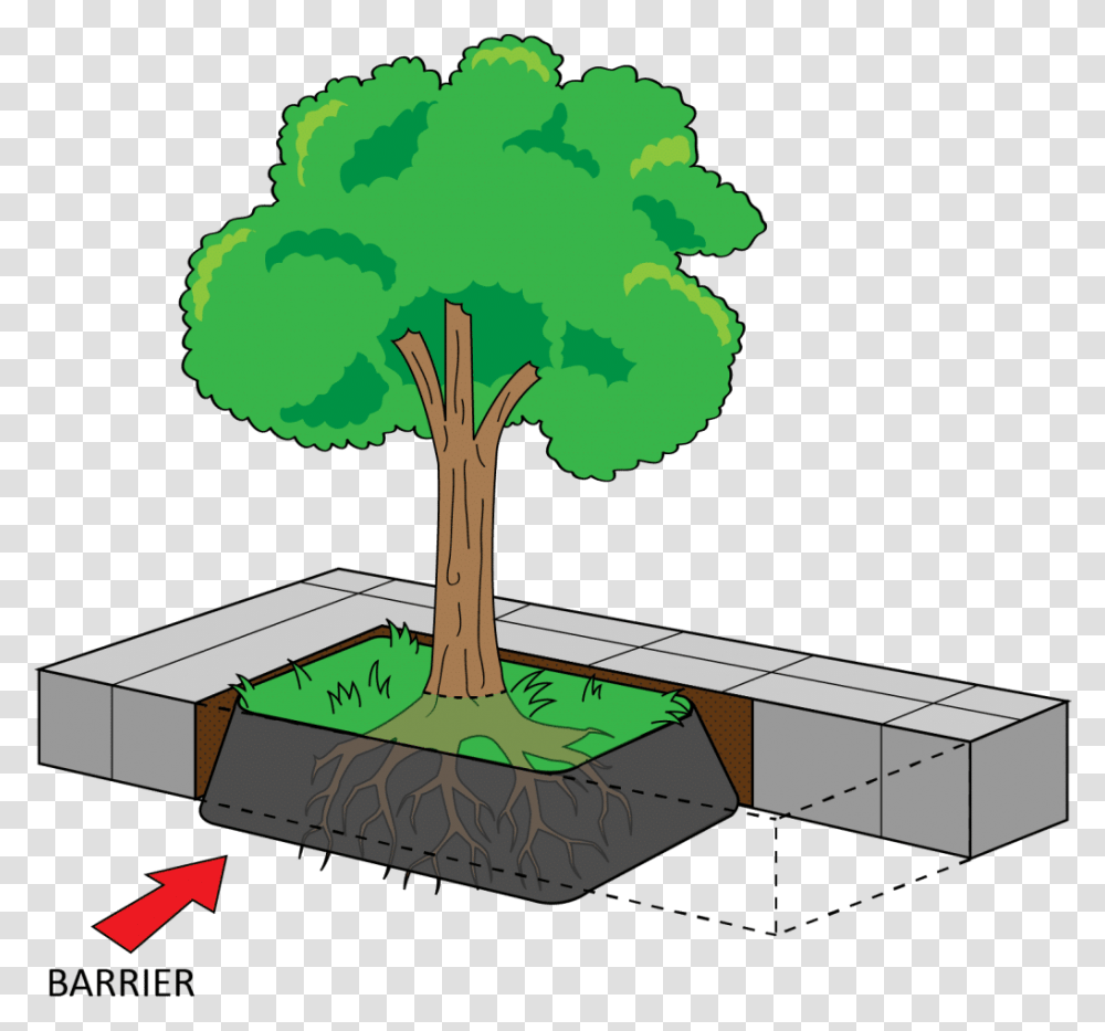 Installation Guide Sidewalk Shield Area And Perimeter Clipart, Plant, Vegetable, Food, Tree Transparent Png