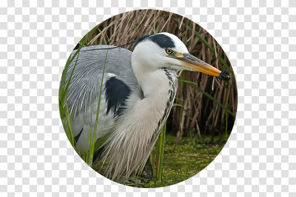 Intaka Intaka Bird, Animal, Waterfowl, Heron, Ardeidae Transparent Png