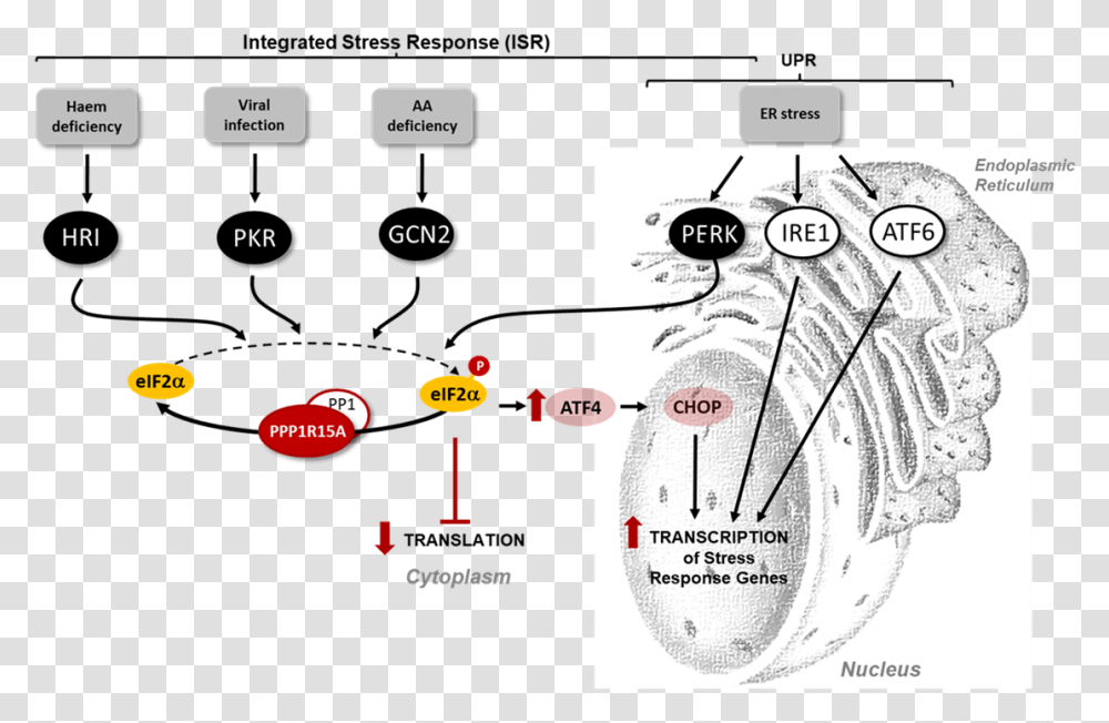 Integrated Stress Response And Disease, Plot, Diagram, Plan Transparent Png