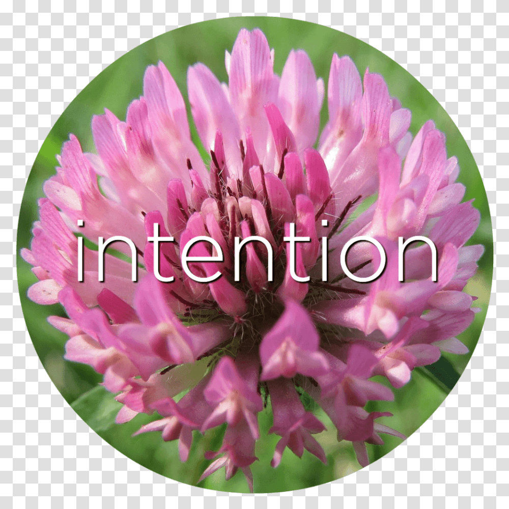 Intention Red Clover Flower Essence Especie Vegetal De La Pradera, Plant, Blossom, Geranium, Petal Transparent Png