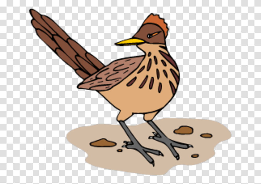 Interesting Facts About Roadrunners, Bird, Animal, Beak, Finch Transparent Png