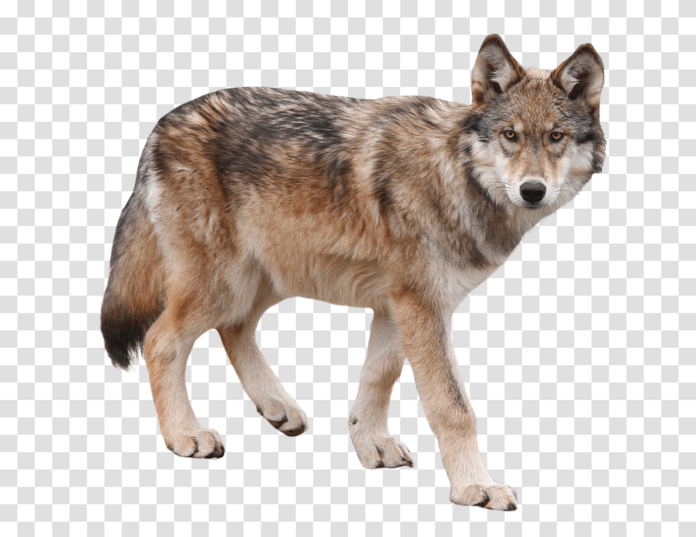 Interior Alaskan Wolf Wolf, Dog, Pet, Canine, Animal Transparent Png