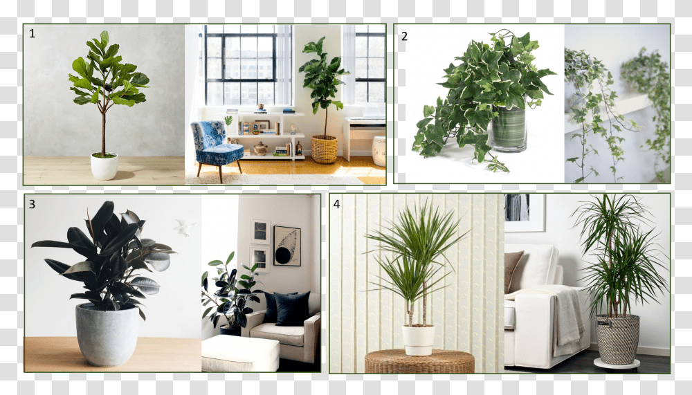 Interior Design, Furniture, Indoors, Plant, Living Room Transparent Png