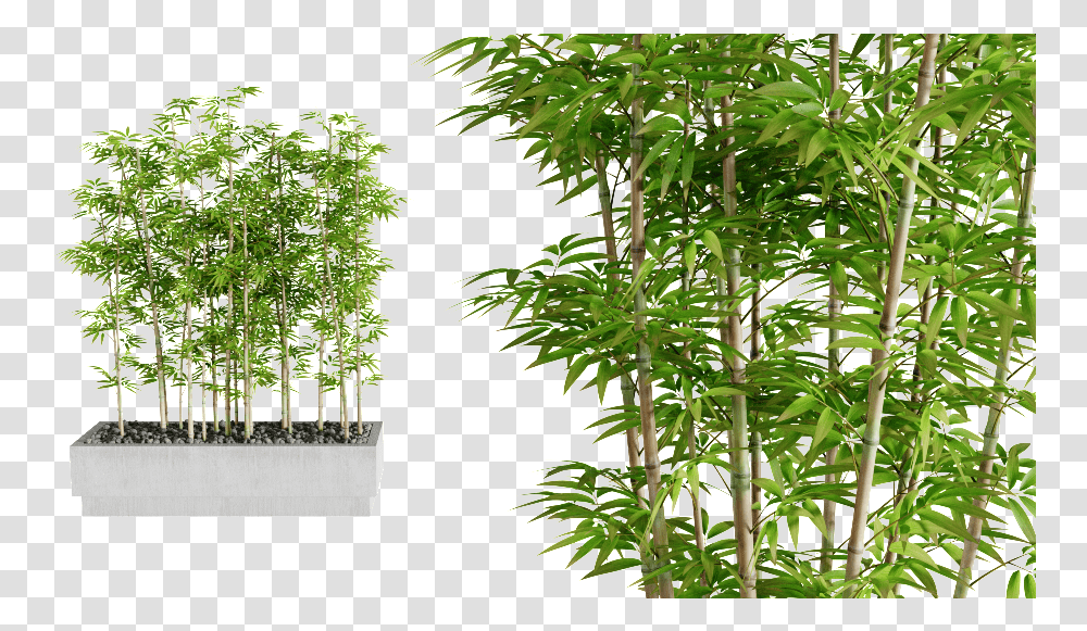 Interior Plants Previous Next Real Bamboo Tree, Potted Plant, Vase, Jar, Pottery Transparent Png