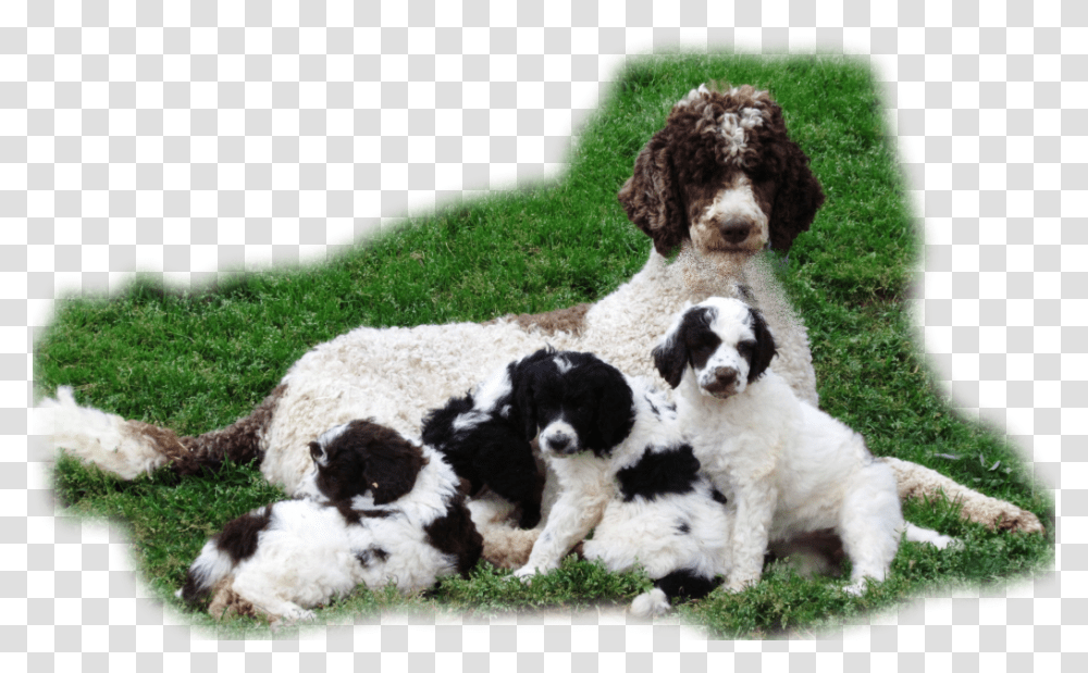 Interlaced Biiggest Size Picture Puppy Right Hand Corner Poodle, Dog, Pet, Canine, Animal Transparent Png