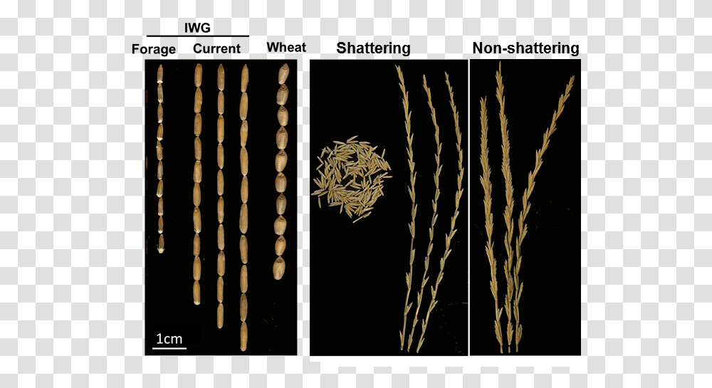 Intermediate Wheatgrass Heads Intermediate Wheatgrass Vs Wheat, Plant, Accessories, Accessory, Tree Transparent Png