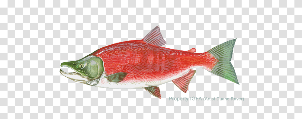 International Game Fish Association Sockeye Salmon, Animal, Coho, Mullet Fish, Sea Life Transparent Png