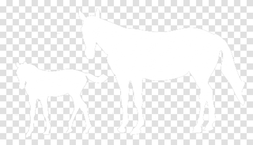 International Races, Mammal, Animal, Horse, Colt Horse Transparent Png