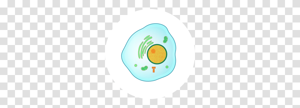 Interphase Clip Art, Food, Bowl, Plant, Dish Transparent Png