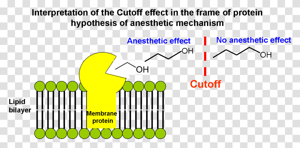 Interpretation Of The Cutoff Effect In The Frame Of Anesthesia Mechanism, Light, Lightbulb Transparent Png
