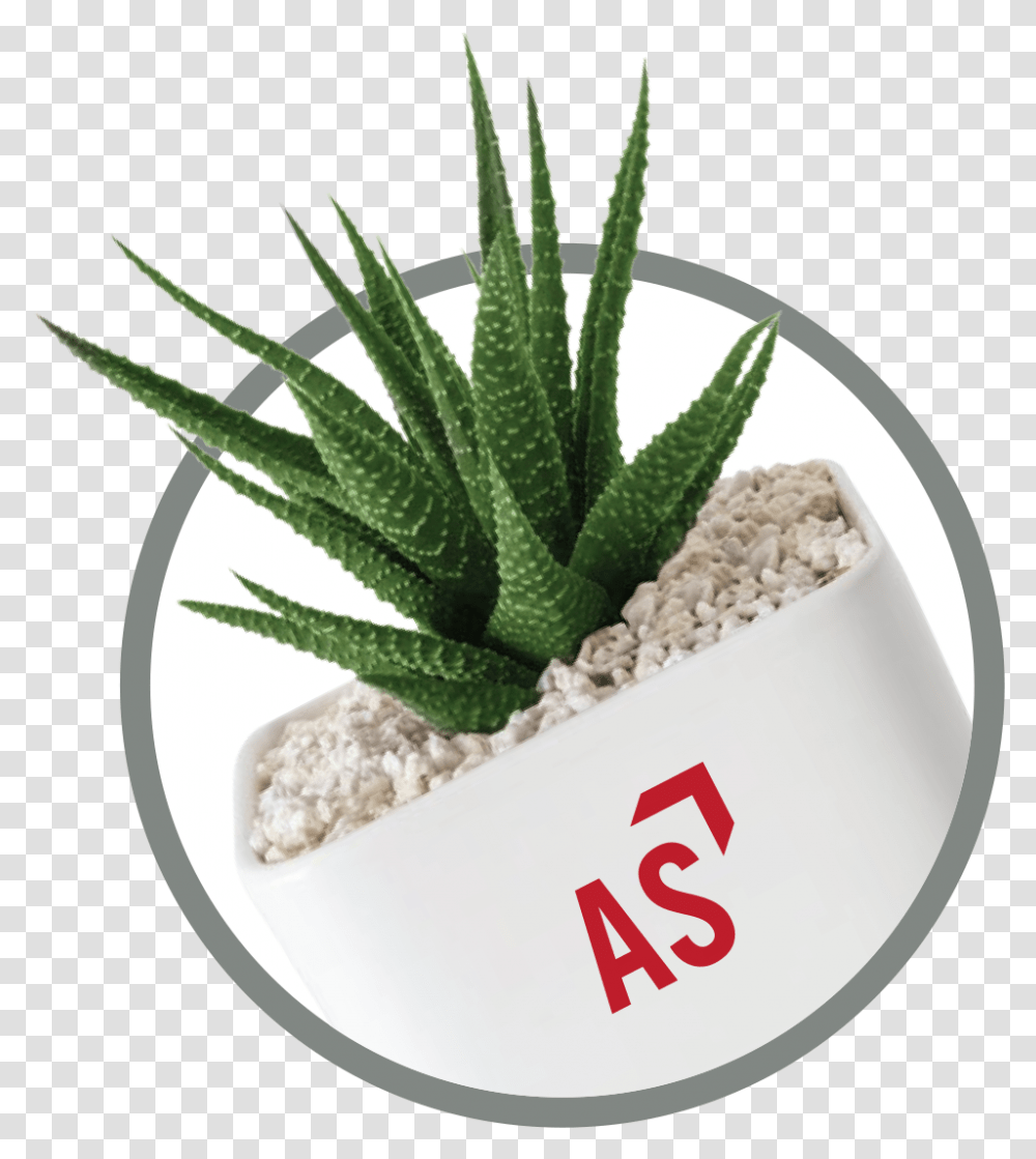 Intersemillas, Aloe, Plant, Pineapple, Fruit Transparent Png