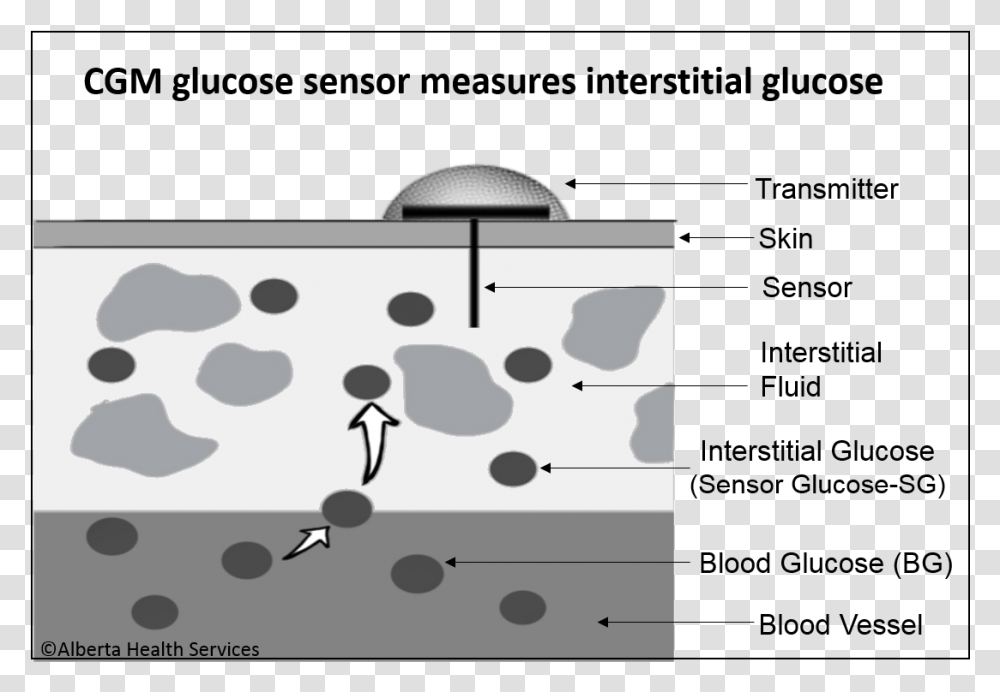 Interstitial Glucose Cgm 4ahs Continuous Glucose Monitoring Works, Cooktop, Indoors, White Board Transparent Png
