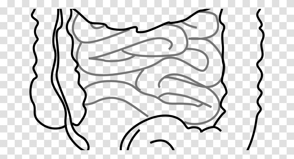 Intestine Diagram Black And White, Photography, Stencil, Handwriting Transparent Png