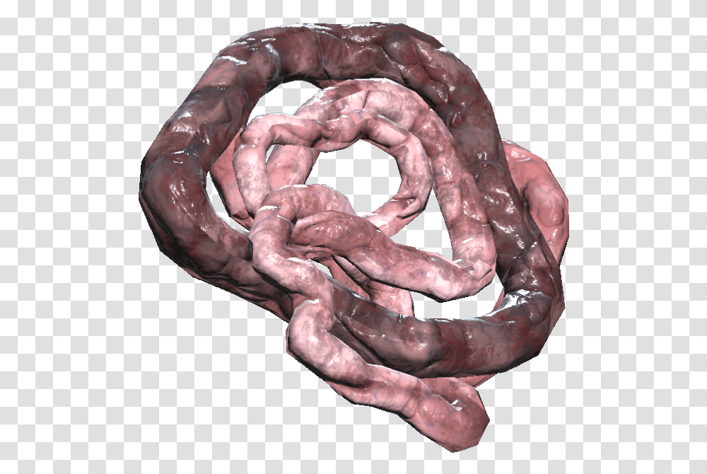 Intestine Fallout 76 Intestines, Person, Human, Animal, Coil Transparent Png